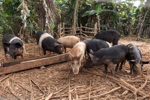 Schweine beim Bauernhof im Tal von Viñales