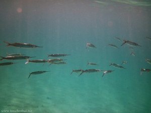 Schwertfische, Bequia