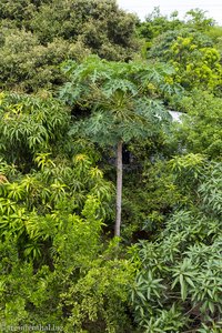 grüner Wald entlang dem Rio Magdalena in Kolumbien