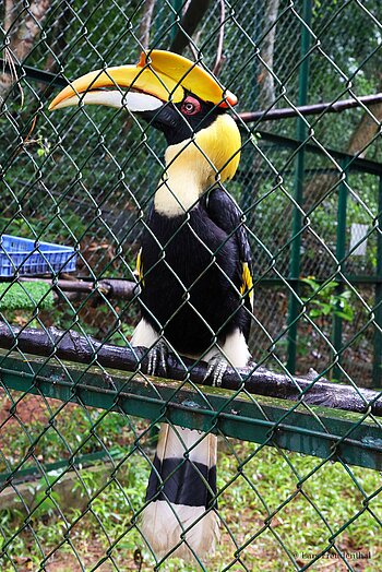 Doppelhornvogel (Buceros bicornis) im Vogelgehege des Botanischen Gartens, Phong Nha-Nationalpark