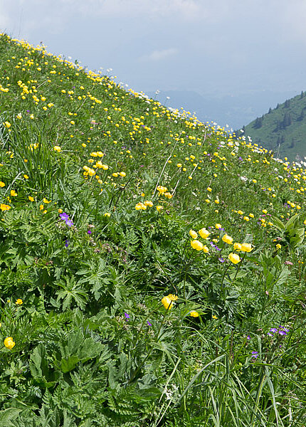 Trollblumenwiese zwischen Fellhorn und Kanzelwand