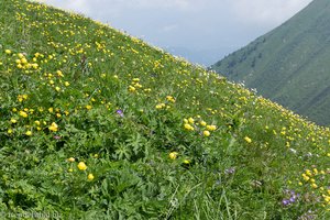 Trollblumenwiese zwischen Fellhorn und Kanzelwand