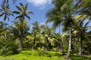 Palmenhain im Tayrona Nationalpark von Kolumbien