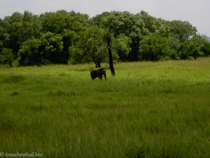 Giritale - wild lebender Elefant