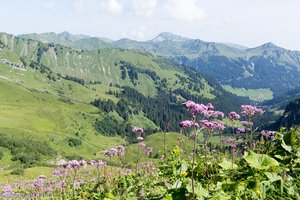 Grauer Alpendost (Adenostyles alliariae)