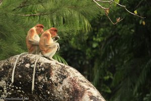 Nasenaffen im Bako Nationalpark auf Borneo