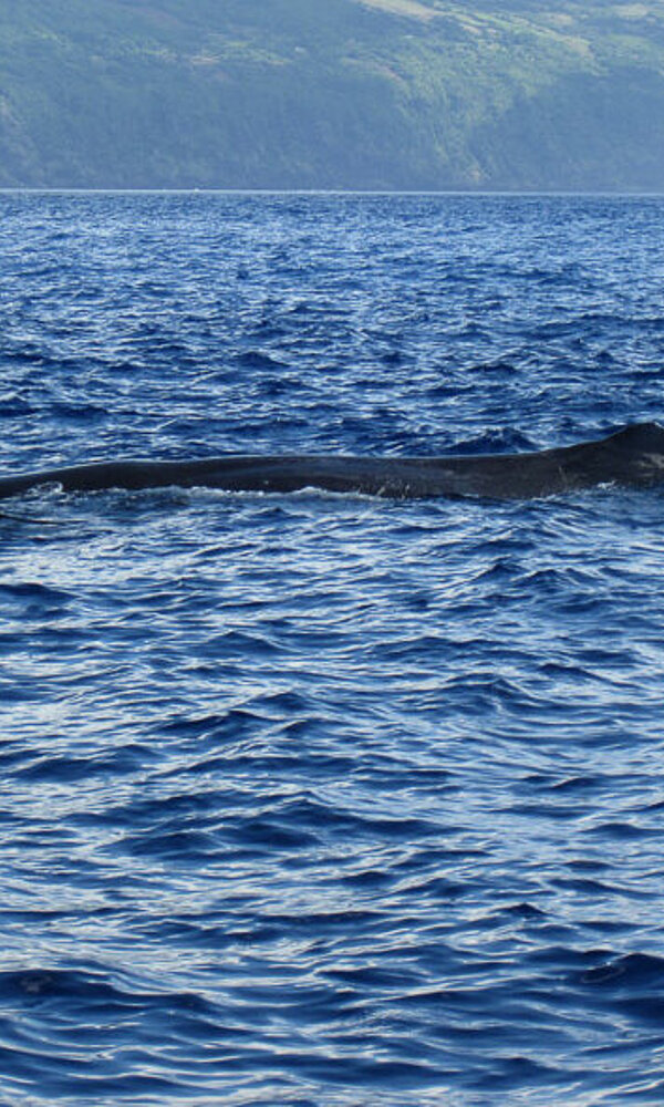 Pottwal (Physeter macrocephalus)
