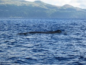 Pottwal (Physeter macrocephalus)