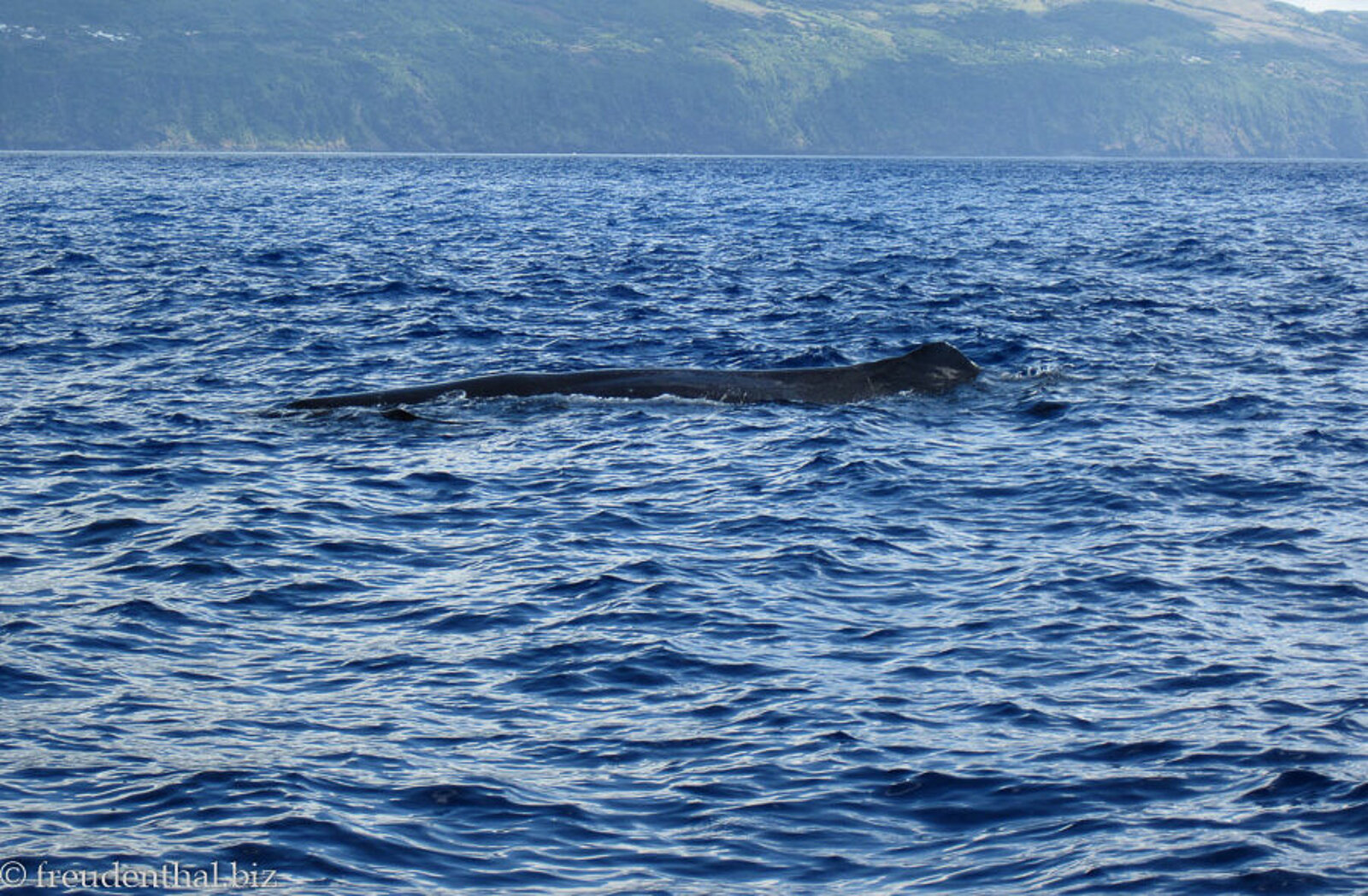 Pottwal (Physeter macrocephalus) vor der Küste der Azoreninsel Pico