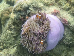 Anemonenfische oder auch Clownsfische vor Pulau Tiga