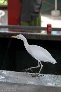 Kuhreiher auf Beuteausschau