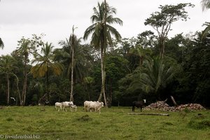 Rinder unter Palmen