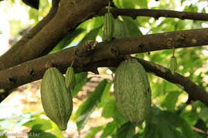 Kakao auf Borneo