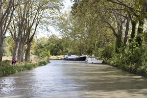 Platanen am Canal du Midi