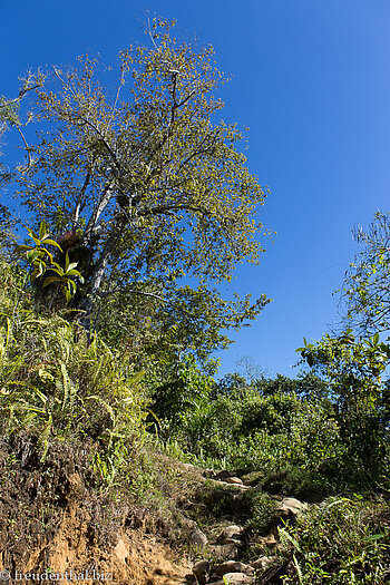 Wanderweg durch das Dickicht in der Sierra Maestra