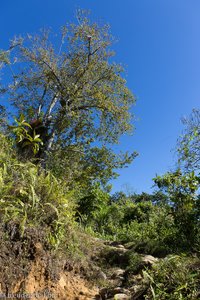 Wanderweg durch das Dickicht in der Sierra Maestra