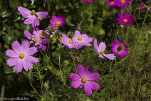 Cosmea im Hahoe Folk Village