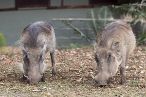 Vlakvarks - Warzenschweine im Mlilwane Wildlife Sanctuary