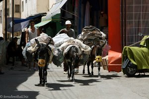 Esel in der Altstadt von Fes