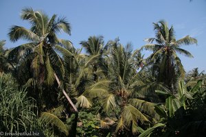 Palmen, wo man hinschaut bei Habaraduwa