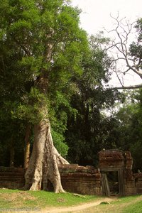 Ta Prohm - Urwaldtempel - Würgefeige über Mauer