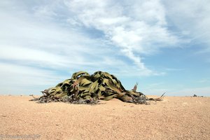 Blätterhaufen der Welwitschia mirabilis