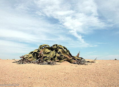 Welwitschia im Namib Naukluft Park