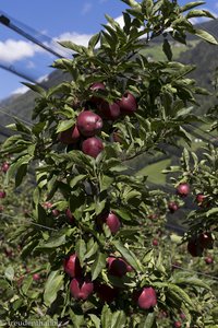 Reife Äpfel - Obstplantagen entlang der Passer