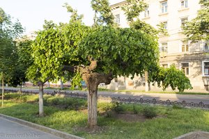 Allee mit kleinen Bäumen im Anschluss zur Strada Eugen Doga in Chisinau