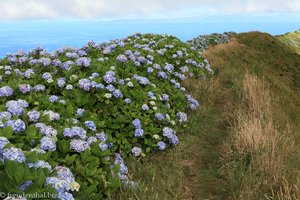 Hortensien auf Faial