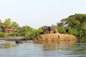 Wasserbüffel im Mekong