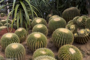 Schwiegermutterstühle im Exotic Hallim Park