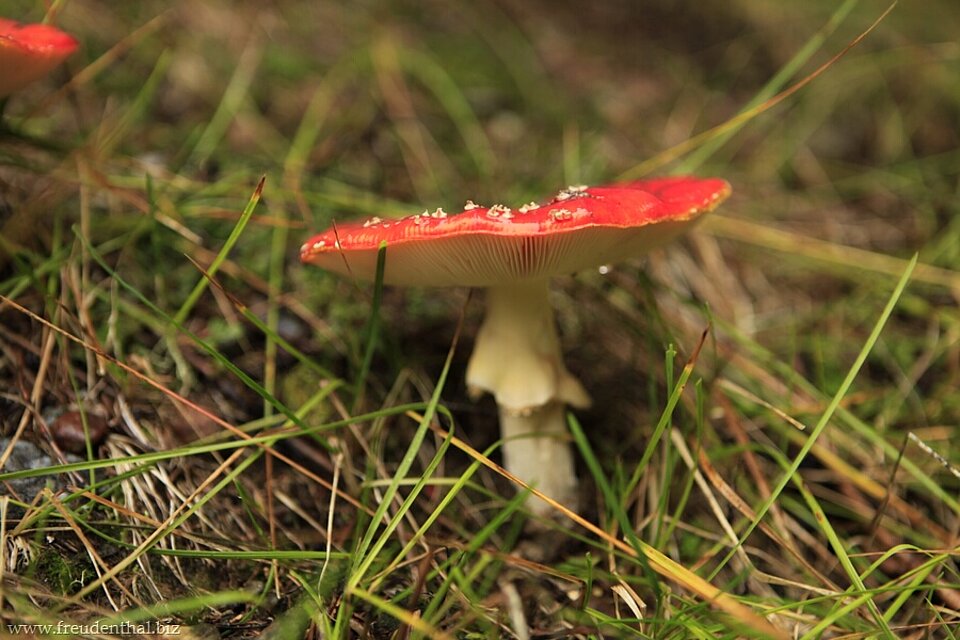 Fliegenpilz bei der Burkhardklamm in Südtirol