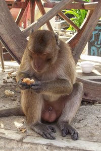 Affe auf dem Affenberg Khao Takiab in Thailand