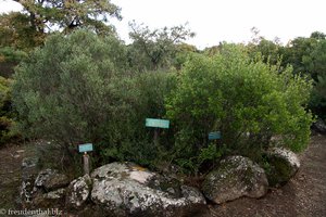 Botanischer Garten Morisia