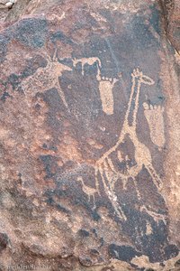 Giraffen, Antilopen, Vögel und zwei Füße