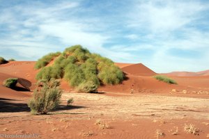 die Vegetation erobert sich eine der Dünen des Sossusvlei