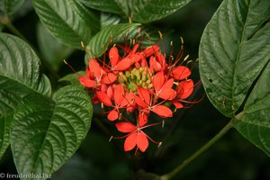 in Monteverde blühen die Sträucher das ganze Jahr über