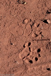 Pavian-Spuren im Sand