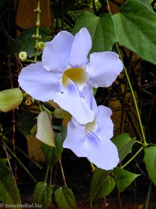 Pinnawela - Blüte