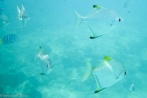 Fische beim Schnorcheln am Sunset Beach auf Mahé