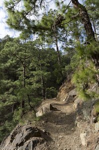 Weg zum Mirador del Lomo de Tagasaste