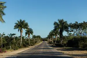 Palmenallee bei Bayamo