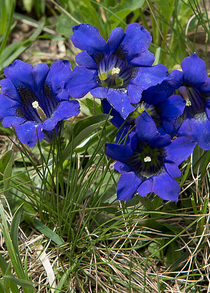 Clusius-Enzian (Gentiana clusii)