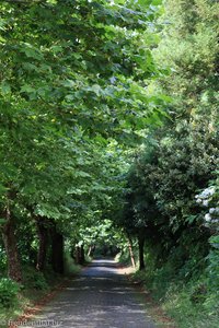 Platanenallee bei Caldeiras auf Sao Miguel