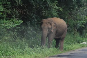 wilder Elefant in der Gegend von Giritale