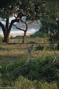 Langur im Nationalpark Yala West