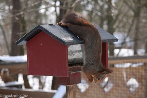 Eichhörnchen bedient sich beim Vogelfutter in Skansen