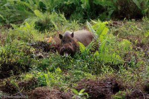 Bartschwein