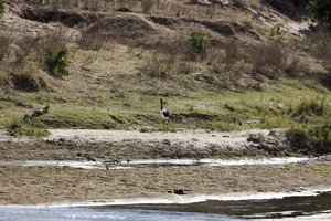 ein Sattelstorch im fast ausgetrockneten Letaba-Fluss